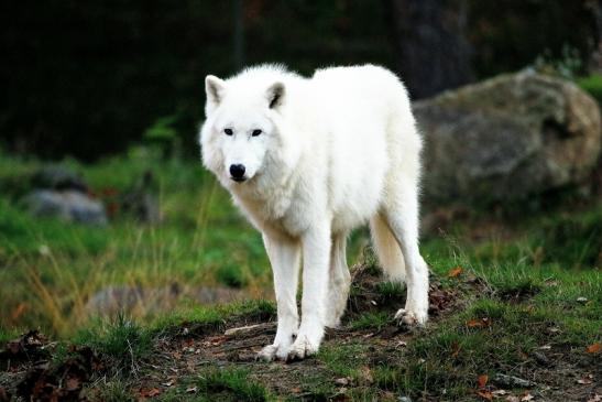 Tundrawolf Ayla, Khan und Scott Wildpark Alte Fasanerie Klein Auheim 2015