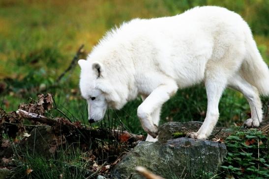 Tundrawolf Ayla, Khan und Scott Wildpark Alte Fasanerie Klein Auheim 2015