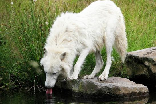 Tundrawolf Ayla, Khan und Scott Wildpark Alte Fasanerie Klein Auheim 2015