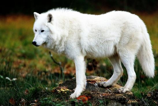 Tundrawolf Ayla, Khan und Scott Wildpark Alte Fasanerie Klein Auheim 2015