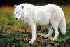 Foto des Monats Juni 2026 Tundrawolf Wildpark Alte Fasanerie Klein Auheim