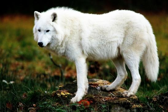 Tundrawolf Ayla, Khan und Scott Wildpark Alte Fasanerie Klein Auheim 2015