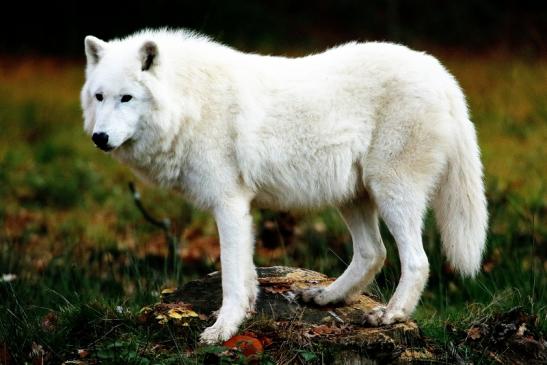 Tundrawolf Ayla, Khan und Scott Wildpark Alte Fasanerie Klein Auheim 2015