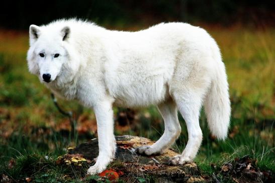 Tundrawolf Ayla, Khan und Scott Wildpark Alte Fasanerie Klein Auheim 2015