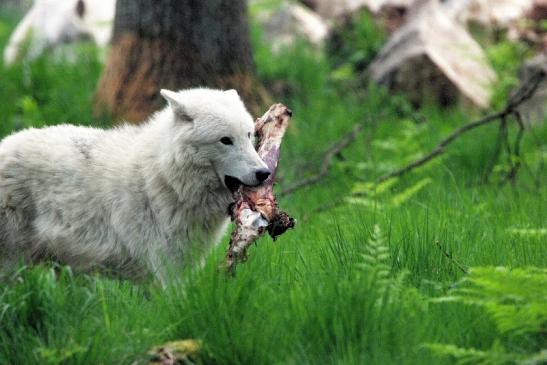 Tundrawolf Aslan, Monja und Inuq Wildpark Alte Fasanerie Klein Auheim 2015