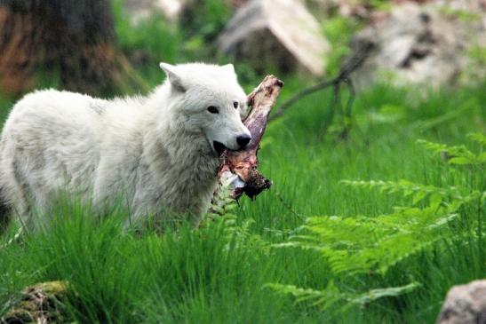 Tundrawolf Aslan, Monja und Inuq Wildpark Alte Fasanerie Klein Auheim 2015