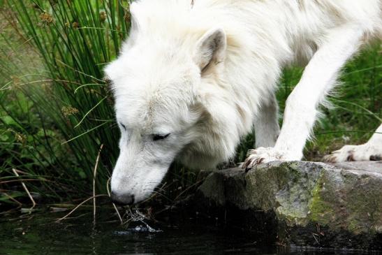 Tundrawolf Ayla, Khan und Scott Wildpark Alte Fasanerie Klein Auheim 2015