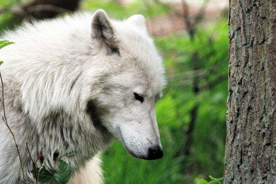 Tundrawolf Aslan, Monja und Inuq Wildpark Alte Fasanerie Klein Auheim 2015