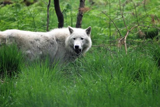 Tundrawolf Aslan, Monja und Inuq Wildpark Alte Fasanerie Klein Auheim 2015