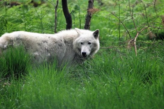 Tundrawolf Aslan, Monja und Inuq Wildpark Alte Fasanerie Klein Auheim 2015