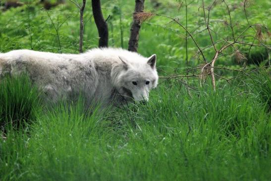 Tundrawolf Aslan, Monja und Inuq Wildpark Alte Fasanerie Klein Auheim 2015