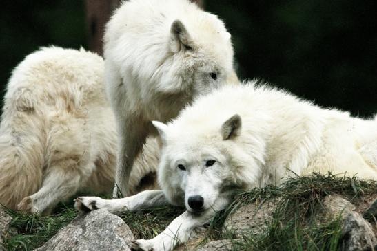 Tundrawolf Ayla, Khan und Scott Wildpark Alte Fasanerie Klein Auheim 2015