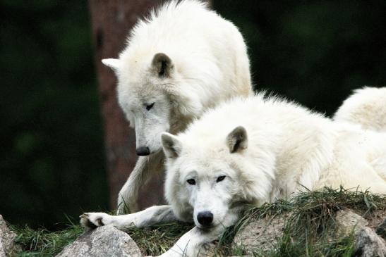 Tundrawolf Ayla, Khan und Scott Wildpark Alte Fasanerie Klein Auheim 2015