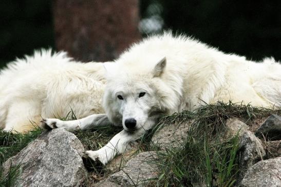 Tundrawolf Ayla, Khan und Scott Wildpark Alte Fasanerie Klein Auheim 2015