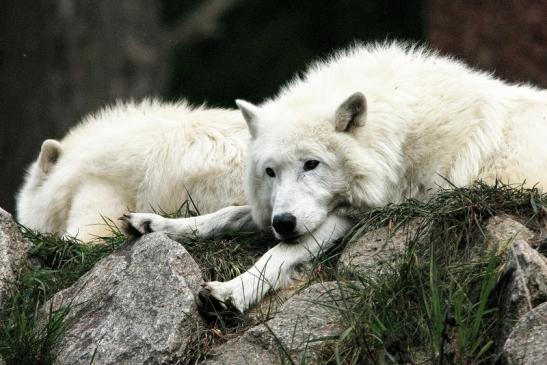 Tundrawolf Ayla, Khan und Scott Wildpark Alte Fasanerie Klein Auheim 2015