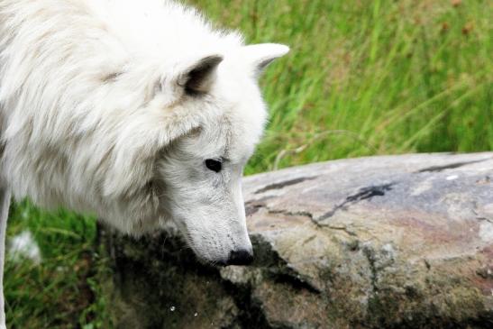 Tundrawolf Ayla, Khan und Scott Wildpark Alte Fasanerie Klein Auheim 2015