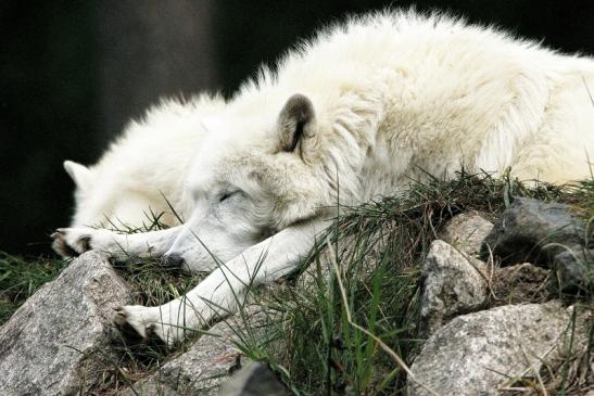 Tundrawolf Ayla, Khan und Scott Wildpark Alte Fasanerie Klein Auheim 2015