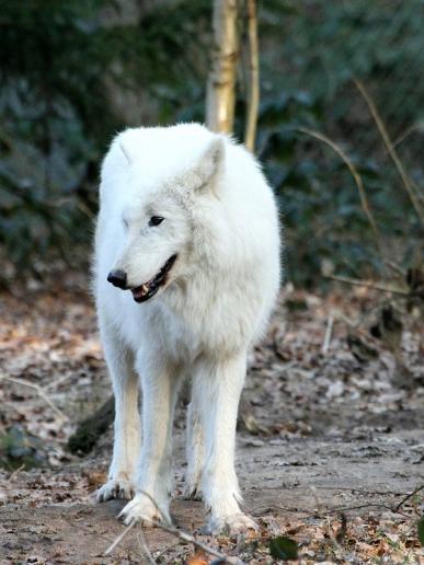 Tundrawolf Ayla, Khan und Scott Wildpark Alte Fasanerie Klein Auheim 2015