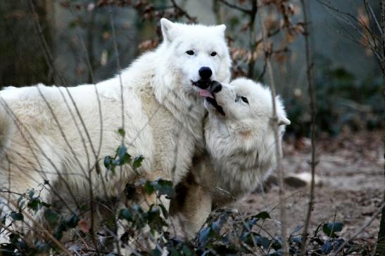 Tundrawolf Ayla, Khan und Scott Wildpark Alte Fasanerie Klein Auheim 2015