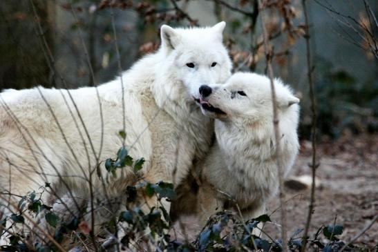 Tundrawolf Ayla, Khan und Scott Wildpark Alte Fasanerie Klein Auheim 2015