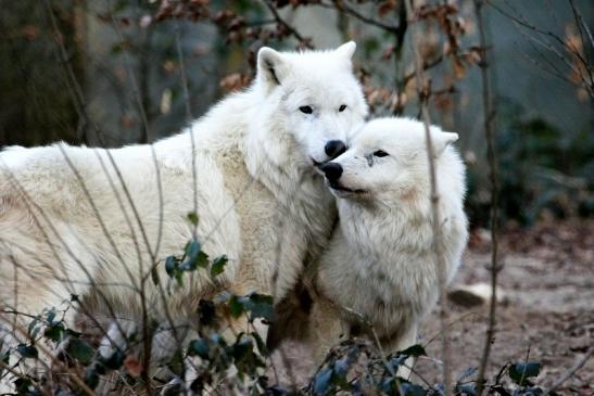 Tundrawolf Ayla, Khan und Scott Wildpark Alte Fasanerie Klein Auheim 2015