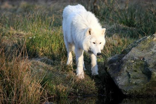 Tundrawolf Ayla, Khan und Scott Wildpark Alte Fasanerie Klein Auheim 2015