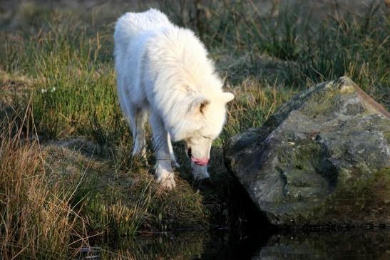 Tundrawolf Ayla, Khan und Scott Wildpark Alte Fasanerie Klein Auheim 2015