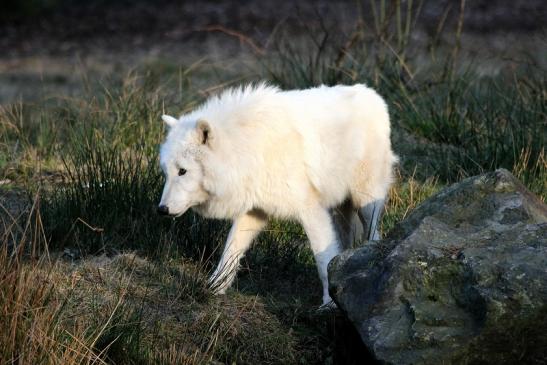 Tundrawolf Ayla, Khan und Scott Wildpark Alte Fasanerie Klein Auheim 2015