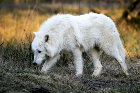 Tundrawolf Ayla, Khan und Scott Wildpark Alte Fasanerie Klein Auheim 2015