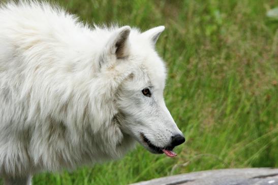 Tundrawolf Ayla, Khan und Scott Wildpark Alte Fasanerie Klein Auheim 2015