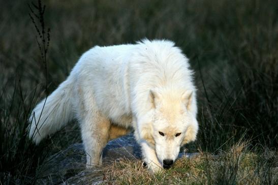 Tundrawolf Ayla, Khan und Scott Wildpark Alte Fasanerie Klein Auheim 2015