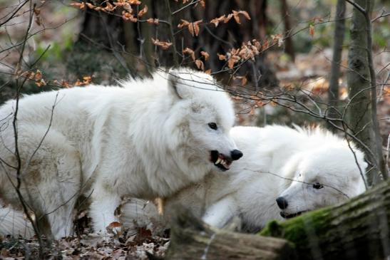 Tundrawolf Ayla, Khan und Scott Wildpark Alte Fasanerie Klein Auheim 2015