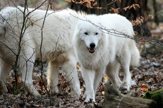 Tundrawolf Ayla, Khan und Scott Wildpark Alte Fasanerie Klein Auheim 2015