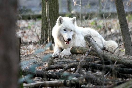 Tundrawolf Ayla, Khan und Scott Wildpark Alte Fasanerie Klein Auheim 2015