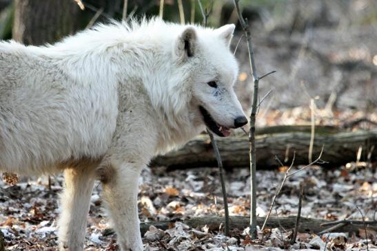 Tundrawolf Ayla, Khan und Scott Wildpark Alte Fasanerie Klein Auheim 2015