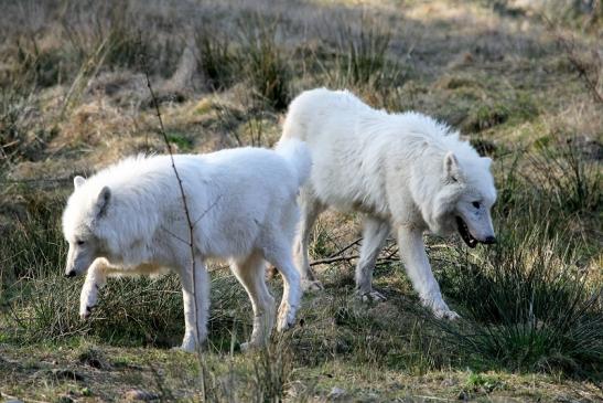 Tundrawolf Ayla, Khan und Scott Wildpark Alte Fasanerie Klein Auheim 2015