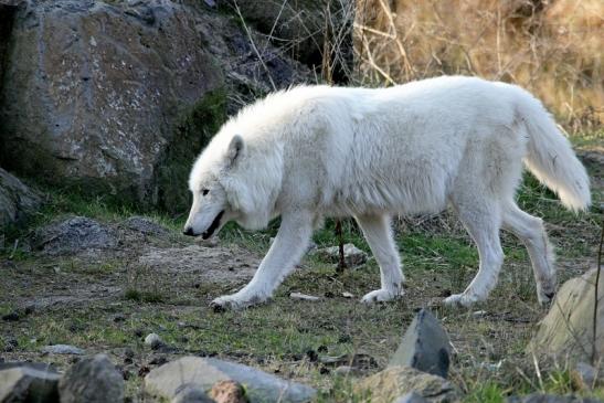 Tundrawolf Ayla, Khan und Scott Wildpark Alte Fasanerie Klein Auheim 2015