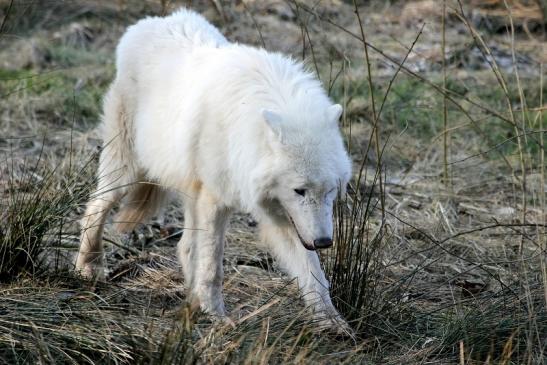 Tundrawolf Ayla, Khan und Scott Wildpark Alte Fasanerie Klein Auheim 2015