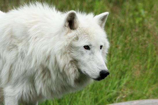 Tundrawolf Ayla, Khan und Scott Wildpark Alte Fasanerie Klein Auheim 2015