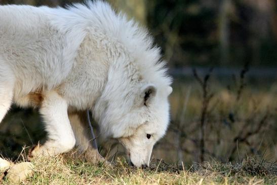 Tundrawolf Ayla, Khan und Scott Wildpark Alte Fasanerie Klein Auheim 2015