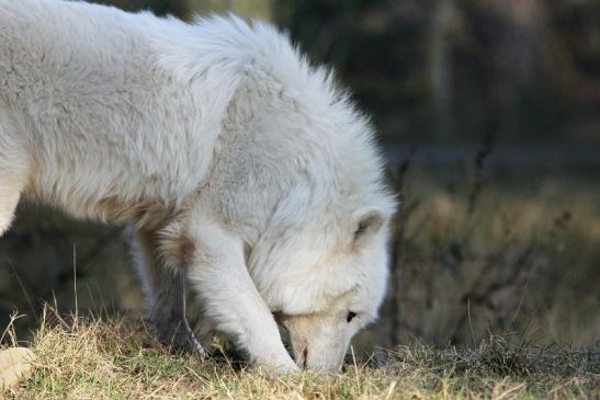 Tundrawolf Ayla, Khan und Scott Wildpark Alte Fasanerie Klein Auheim 2015