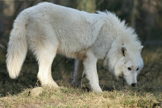 Tundrawolf Ayla, Khan und Scott Wildpark Alte Fasanerie Klein Auheim 2015