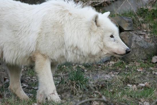 Tundrawolf Ayla, Khan und Scott Wildpark Alte Fasanerie Klein Auheim 2015