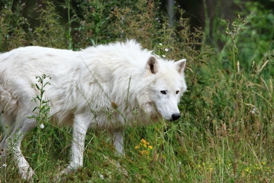 Tundrawolf Ayla, Khan und Scott Wildpark Alte Fasanerie Klein Auheim 2015