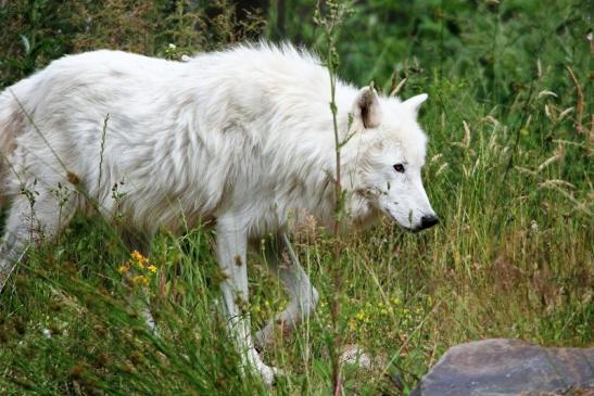 Tundrawolf Ayla, Khan und Scott Wildpark Alte Fasanerie Klein Auheim 2015