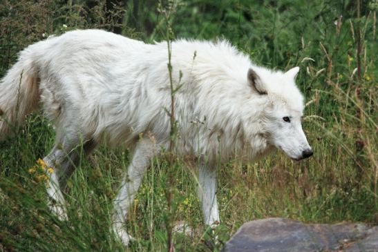 Tundrawolf Ayla, Khan und Scott Wildpark Alte Fasanerie Klein Auheim 2015