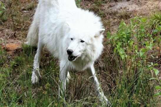 Tundrawolf Ayla, Khan und Scott Wildpark Alte Fasanerie Klein Auheim 2015