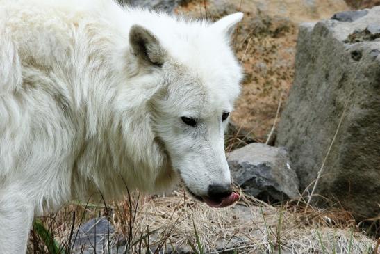 Tundrawolf Ayla, Khan und Scott Wildpark Alte Fasanerie Klein Auheim 2015