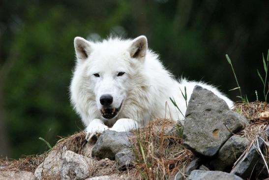 Tundrawolf Ayla, Khan und Scott Wildpark Alte Fasanerie Klein Auheim 2015