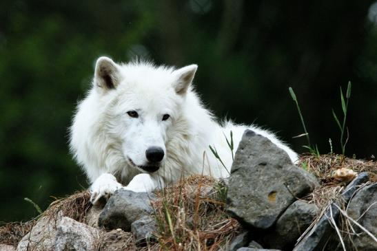 Tundrawolf Ayla, Khan und Scott Wildpark Alte Fasanerie Klein Auheim 2015